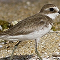 Siberian Sand Plover<br />Canon EOS 7D + EF400 F5.6L